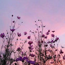 pearlofmymind avatar