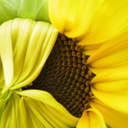 pearls-n-prep avatar