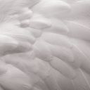 pearlsandhalos avatar