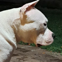 pearlwhitepit avatar