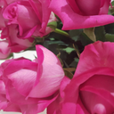 pearly-hair-makeup avatar