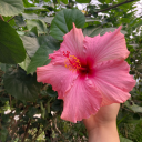 pebble-succulent avatar