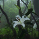 pebblethenoble avatar