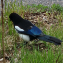 pecanmagpie avatar