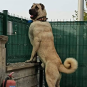 pecelipapaz-slx avatar