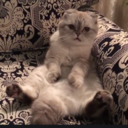 peculiar-boast-but-alas avatar