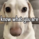 peculiar-dyke avatar