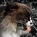 pedophile-harasser-blog avatar