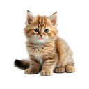 pedrito-pascal avatar