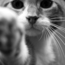 peeeachesandcream avatar