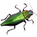 peel-this-off avatar