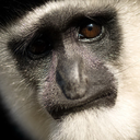 pekapekapekapeka avatar