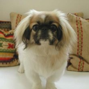 pekinova-blog avatar