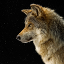 pendragon-star avatar