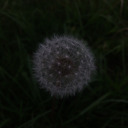 penelopepark13 avatar