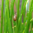 penelopes-poppies avatar