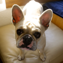 penelopethefrenchbulldog-blog avatar