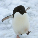 penguin-eggst avatar