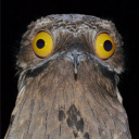 penguin-floof avatar