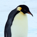 penguinarecute avatar