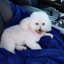 penguincatdog avatar