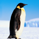 penguindad100 avatar