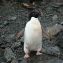 penguinfacts avatar