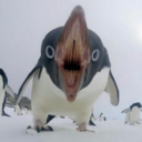 penguinmemes avatar