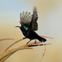 penguinparadise avatar