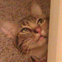 penguinregina avatar