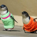 penguinsweaters avatar