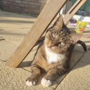 penguinteacup avatar