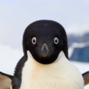 pennguiin avatar