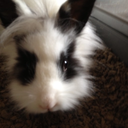 pennybun1 avatar