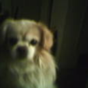 pennytrucocoa avatar