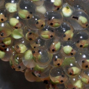 pentagonalswimming avatar