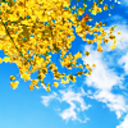 pentatonicadenza avatar