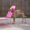 pentylpropanoate avatar