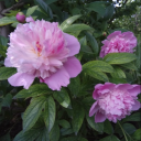 peonies-writes avatar