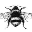 peonyandbee avatar