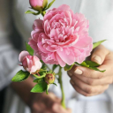 peonyshop-com avatar