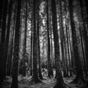 people-make-noises avatar