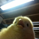 peppa-pirigosa avatar