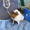 pepparoo-beaniebaby avatar