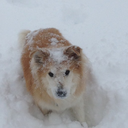 peppermintwhisp avatar