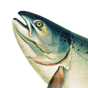 peppersfromhell avatar