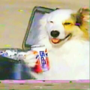 pepsidrinkingdog avatar