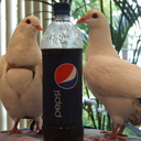 pepsipigeon avatar