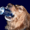 pepsiretriever avatar