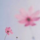 pequena-felicidade avatar